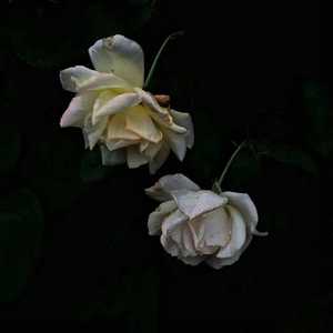 久草视频免费播放
